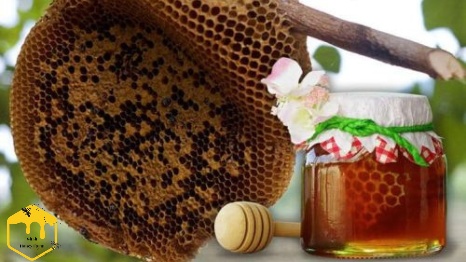 What is Wild (Forest) Honey and How is it Different